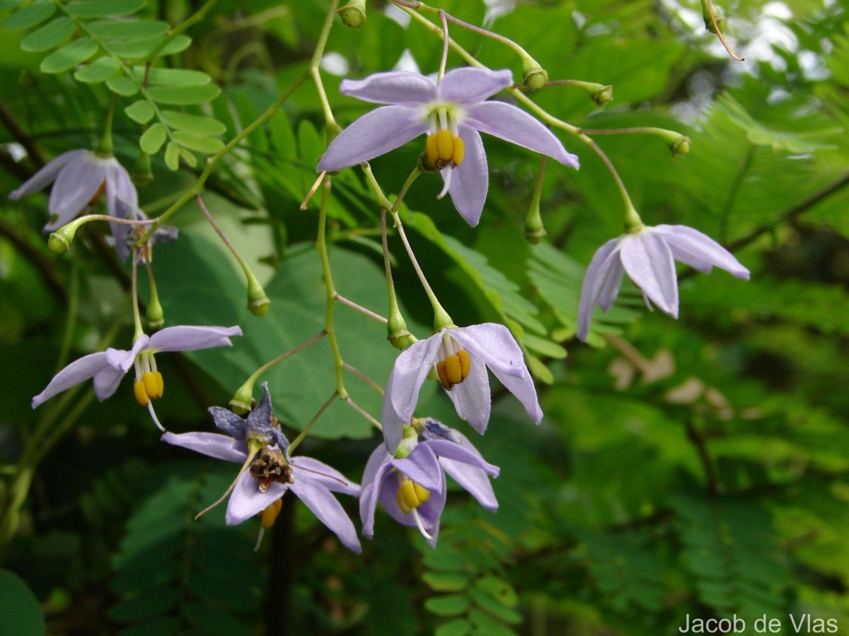 Solanum seaforthianum Andrews